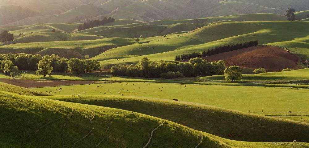 Rolling green farmland in spring dotted with sheep near Cheviot in ...