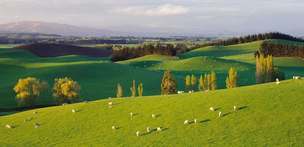 Sheep And Lambs On Green Pasture In The Cheviot Area Of The Canterbury 