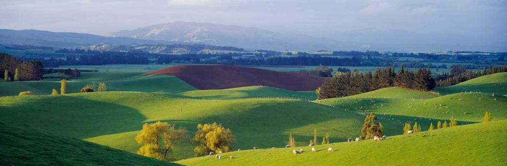 Sheep and lambs on green pasture in the Cheviot area of the Canterbury ...